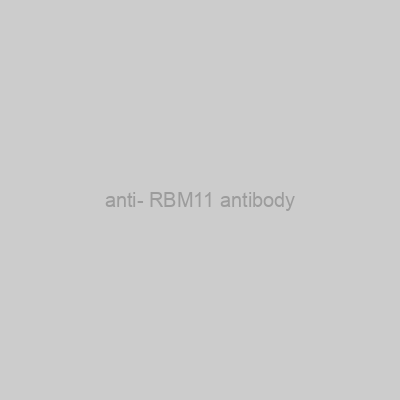 FN Test - anti- RBM11 antibody